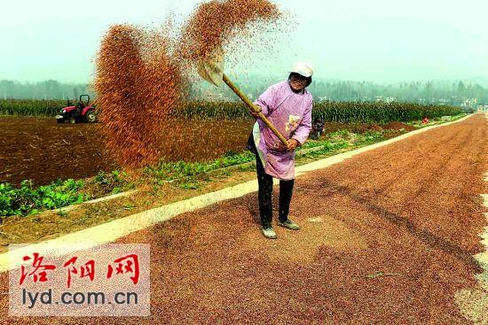 河南宜阳:红高粱增收 种植农户乐呵