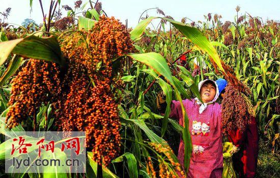 河南宜阳:红高粱增收 种植农户乐呵2