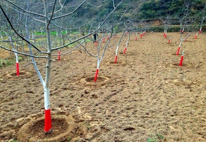 ����������̫ʯ�������𶬼������ֺ��е����ܻ��ȳ�