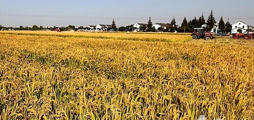 上海嘉定区2014年“三秋”工作圆满结束