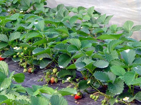 �����Ͼ��������������ֵ����������ݮ����