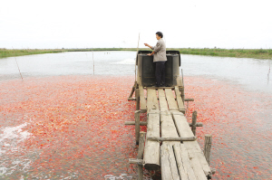 天津市武清区大黄堡镇赵庄村红白长尾鲫体态独特受亲睐
