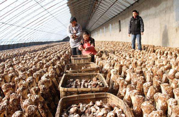 ������������ʳ�þ���ҵ԰�㹽����