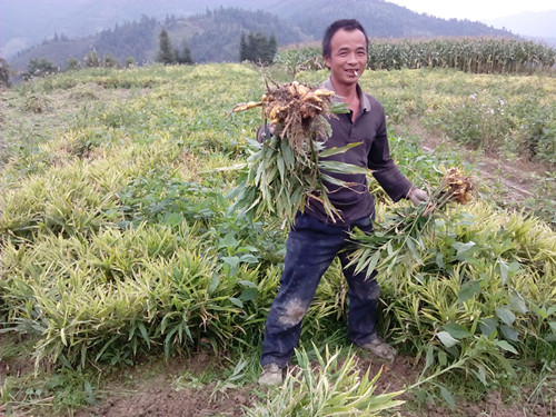 广西龙胜:生姜价好姜农丰收