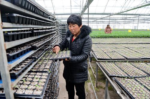 �ӱ������أ��߲˺�����רҵ��������ũ����