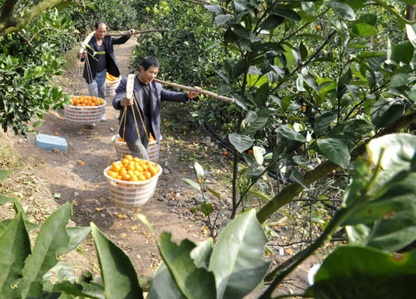 浙江苍南县:脐橙丰收 飘香上市