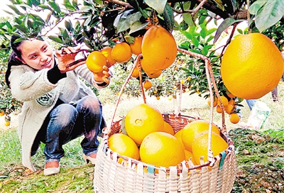 江西万载县:脐橙基地“甜蜜”开园