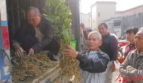 广东从化市建设三红蜜柚基地 带动群众奔康致富
