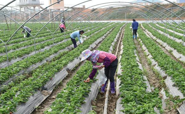 1130գڹϷũҵʾݮ԰ũڲժݮ׼С