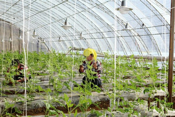 内蒙乌兰察布:“地暖”走进蔬菜大棚