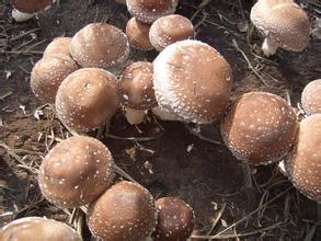 �������±���ʳ�þ���ҵ�괴��ֵ10��Ԫ