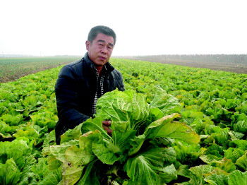 山东:圆滚滚的白菜 又要烂在地里?