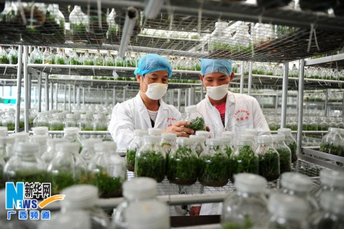 1130գƽʯƼоĿƼԱƤʯع۲