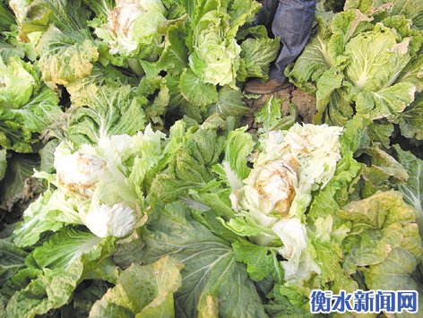 �ӱ���ˮ����ǿ������ũ��222Ķ�ײ����ľ���