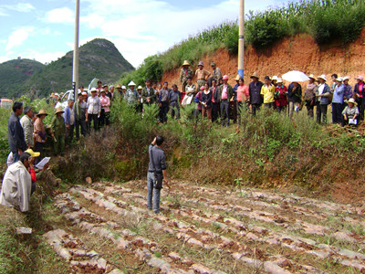 云南易门县农技站扎实抓好小春栽培管理技术培训