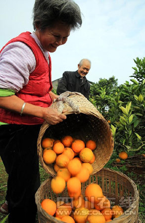 Ĵ̲ͨɽҰ ջ󡰳ȡɫϮ