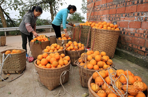 Ĵ̲ͨɽҰ ջ󡰳ȡɫϮ