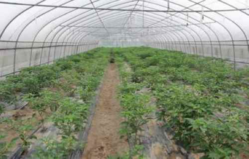 秋延后大棚栽培辣椒