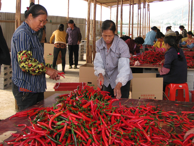 ����ƾ������ʯ�ִ���ɫũҵʾ��԰�ջ��һ���������˽�