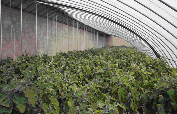 青海化隆县设施农业稳步发展