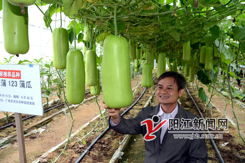 广东阳江市农业部门举办蔬菜新品种展示现场观摩会