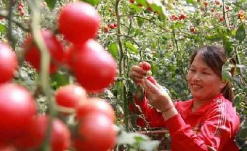 山西晋城市设施蔬菜为农民致富带来好“钱景”