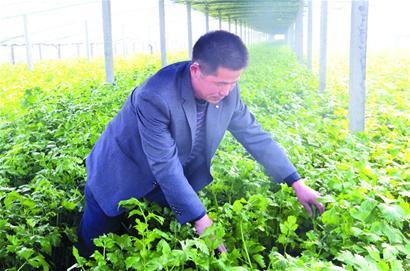 ɽ���ൺ����ֲ���������������� ���ҹ��۲˻ع�ƽ���