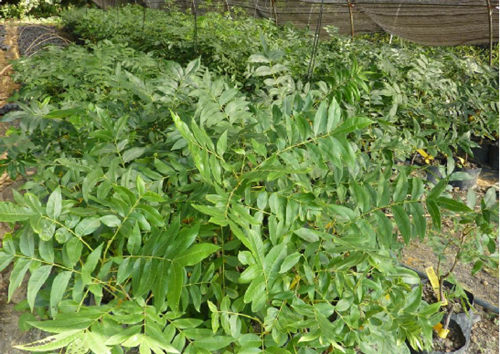 广西扶绥县引种“碧根果”长势良好