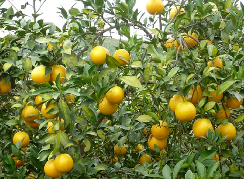 �������磺��ׯ��콭��ϲ�����