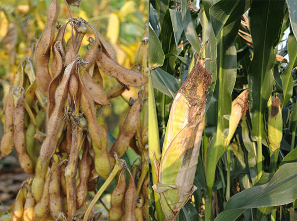 �������ݣ�570��Ķ�＾ũ�����������