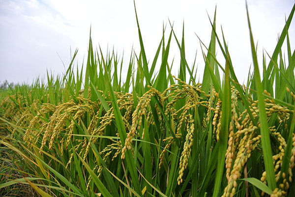 Ŀǰȫ����������½�����������ں������ڣ���ʼ�ջ񡣴����������Ҷ�����ڣ�ˮ���������������ڣ�����������