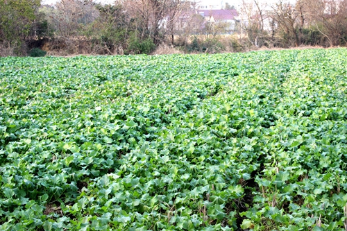 安徽广德县秋种秋播作物长势良好