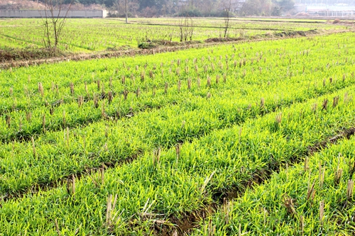 安徽广德县秋种秋播作物长势良好2