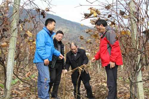 湖北建始:省州土肥专家调研我县特色产业施肥情况