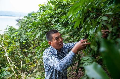 重庆涪陵南沱镇睦和村致富带头人——村支书刘家奇在果园里为果树修枝(11月3日摄)