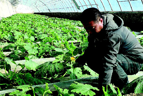 山西吕梁:参股建大棚群众得实惠