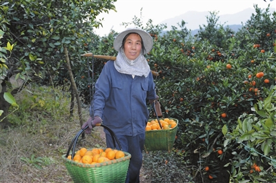 浙江武义:柑橘丰收盼销路
