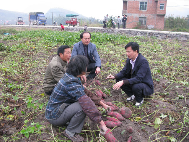 广西环江秋种高淀粉红薯助农增收