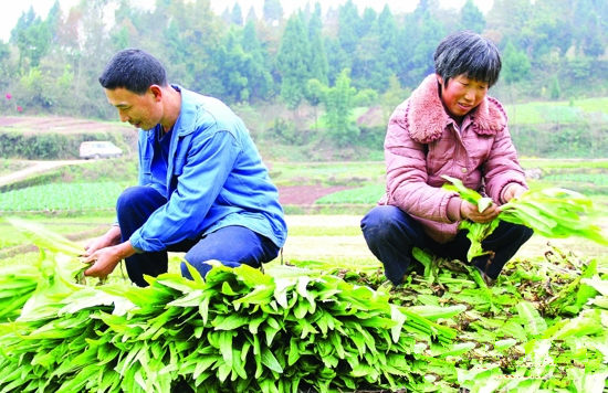 四川遂宁菜农喜获丰收