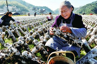 �����������¸�ɽ��չ��ľ������ɫ��ҵ