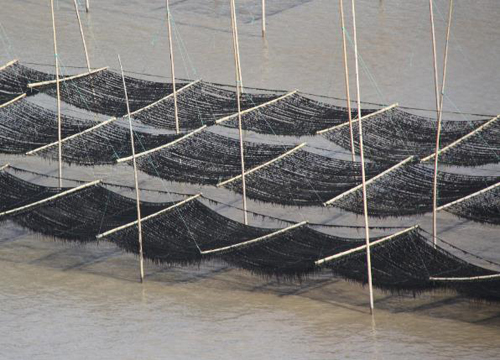 浙江温州苍南县大渔湾紫菜喜获丰收