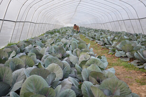 ������������ɫ�߲���ũ�¸�