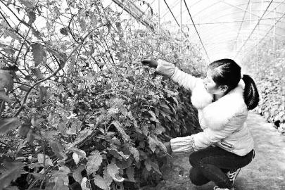 ����������̨��۹�ũҵ�仧��Ԫ����