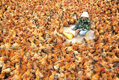 ���ϣ����ڽ���1300��ֻ�Ĳ�������