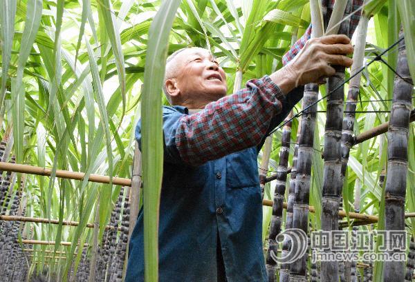 广东江门市江海区礼乐甘蔗收购价同比翻番了一番 农户“甜蜜事业”更甜了