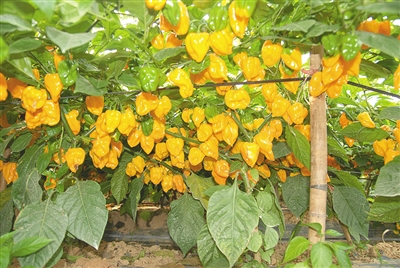 热辣2号酱用型黄灯笼辣椒。