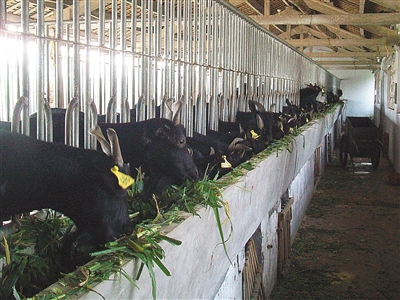 种草舍饲海南黑山羊。