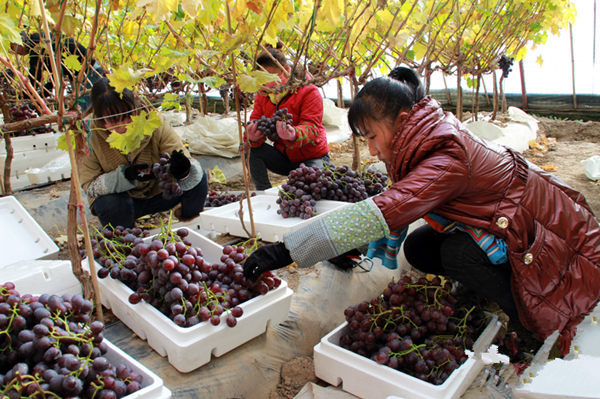 ͼΪ�ô�������ֲ�����ڼ������ѡ�