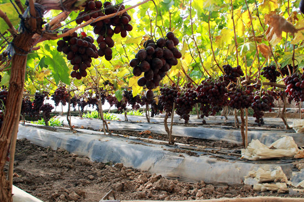 ����ɽ���أ���������ϲ�����