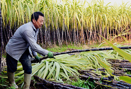 ϼȫֲ500Ķ Ŀǰѽո׶